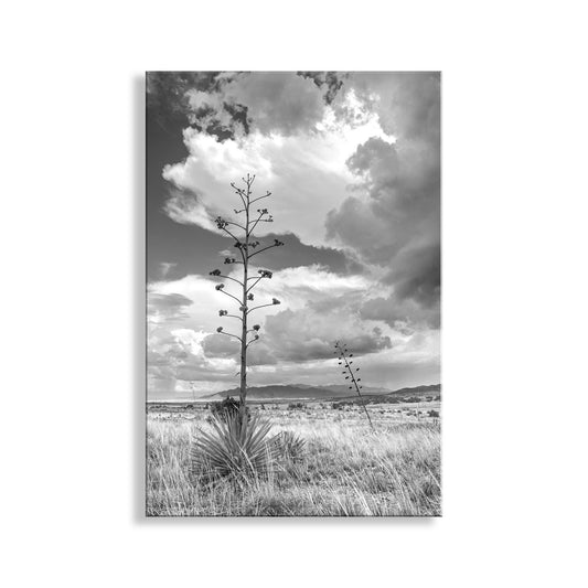 Southern Arizona Monsoon Landscape | Black and White Wall Art Print