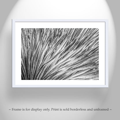 Black and White Agave Print – Fine Art Desert Photography