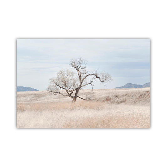 Landscape Fine Art Print of Southwest Prairie Grasslands