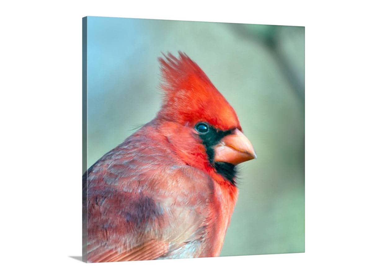 Red Cardinal Bird Art Print | Male Cardinal Bird | Madera Canyon Az