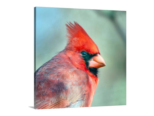 Red Cardinal Bird Art Print | Male Cardinal Bird | Madera Canyon Az