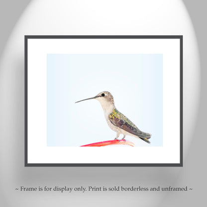 Hummingbird Art Fine Art Print as Serene Minimalist Wall Art