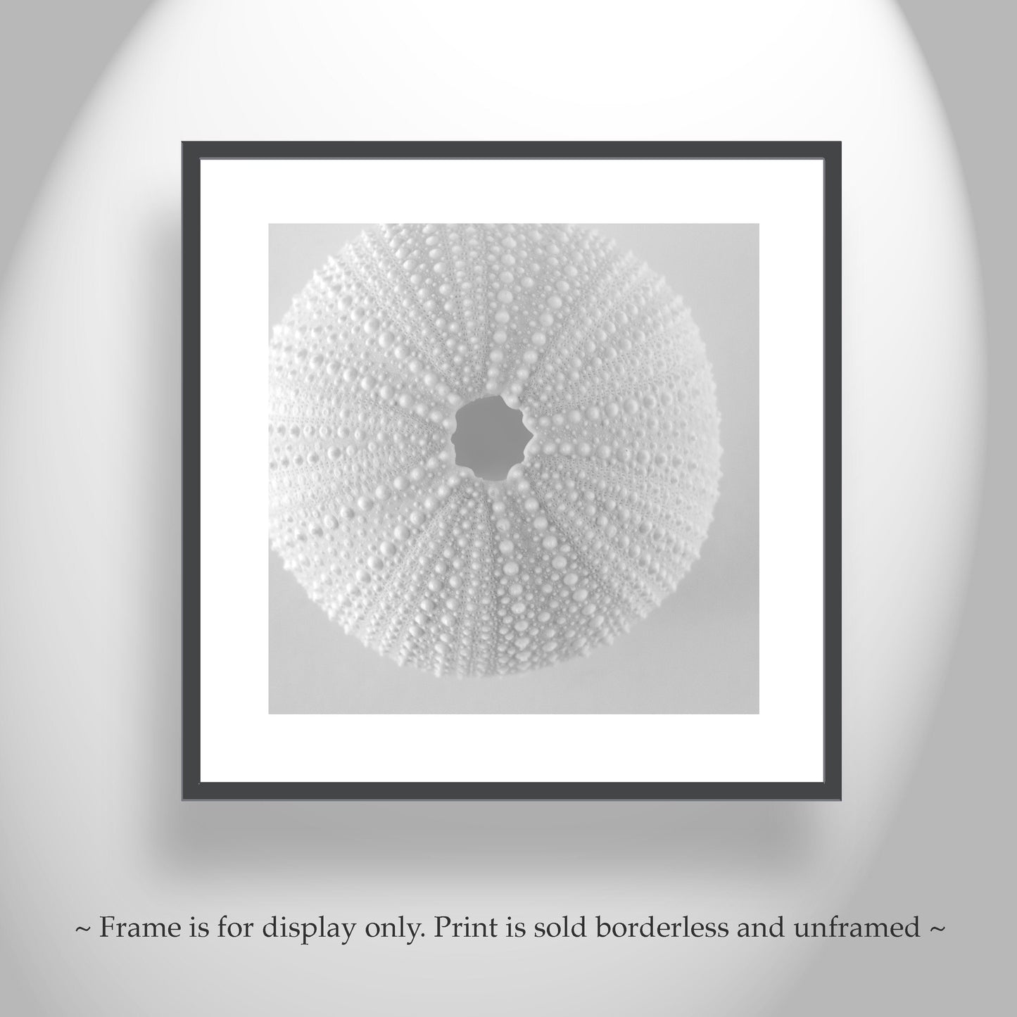 Sea Urchin Wall Art in White on White For Bathroom or Home