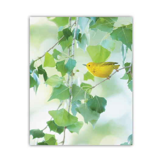 Yellow Warbler Bird Photo Nature Print in Pastel Green and Yellow
