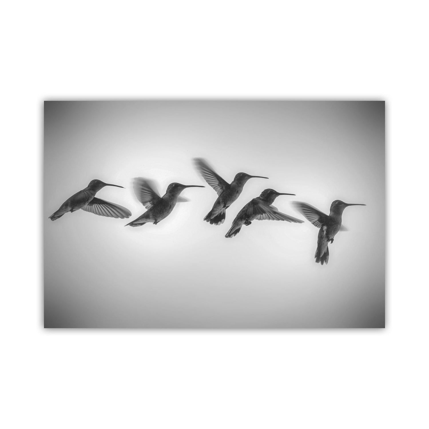 A group of hummingbirds in flight, captured in a black and white photograph. Black and White Hummingbird in Flight Art Print