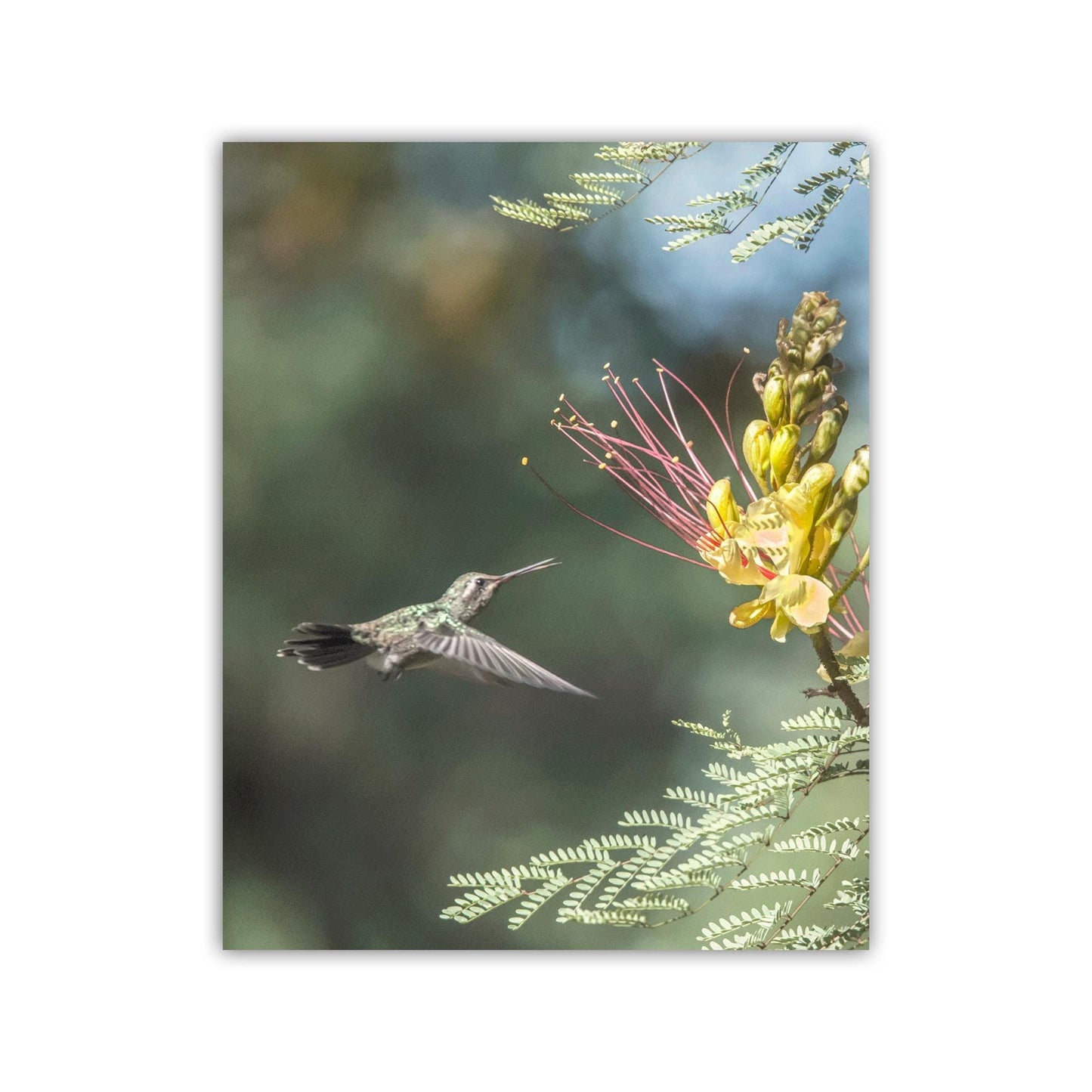 Hummingbird Artwork Art Print with Bird in Flight | Tucson Arizona Birds