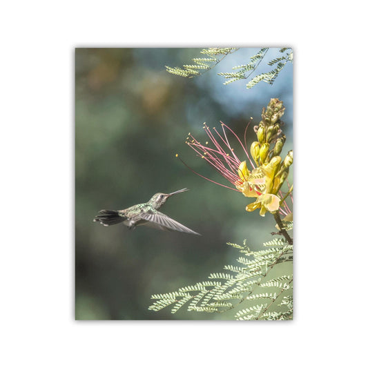 Hummingbird Artwork Art Print with Bird in Flight | Tucson Arizona Birds