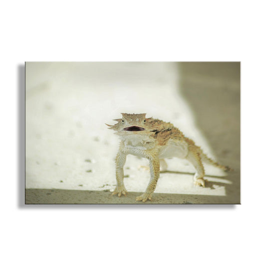 Horned Lizard Wall Art | Arizona Desert Reptile Wildlife Wall Decor