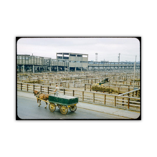Vintage Chicago Union Stockyards Mid-Century Wall Art
