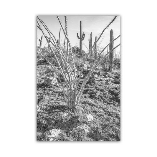 Ocotillo and Saguaro in Black and White | Arizona Desert Art