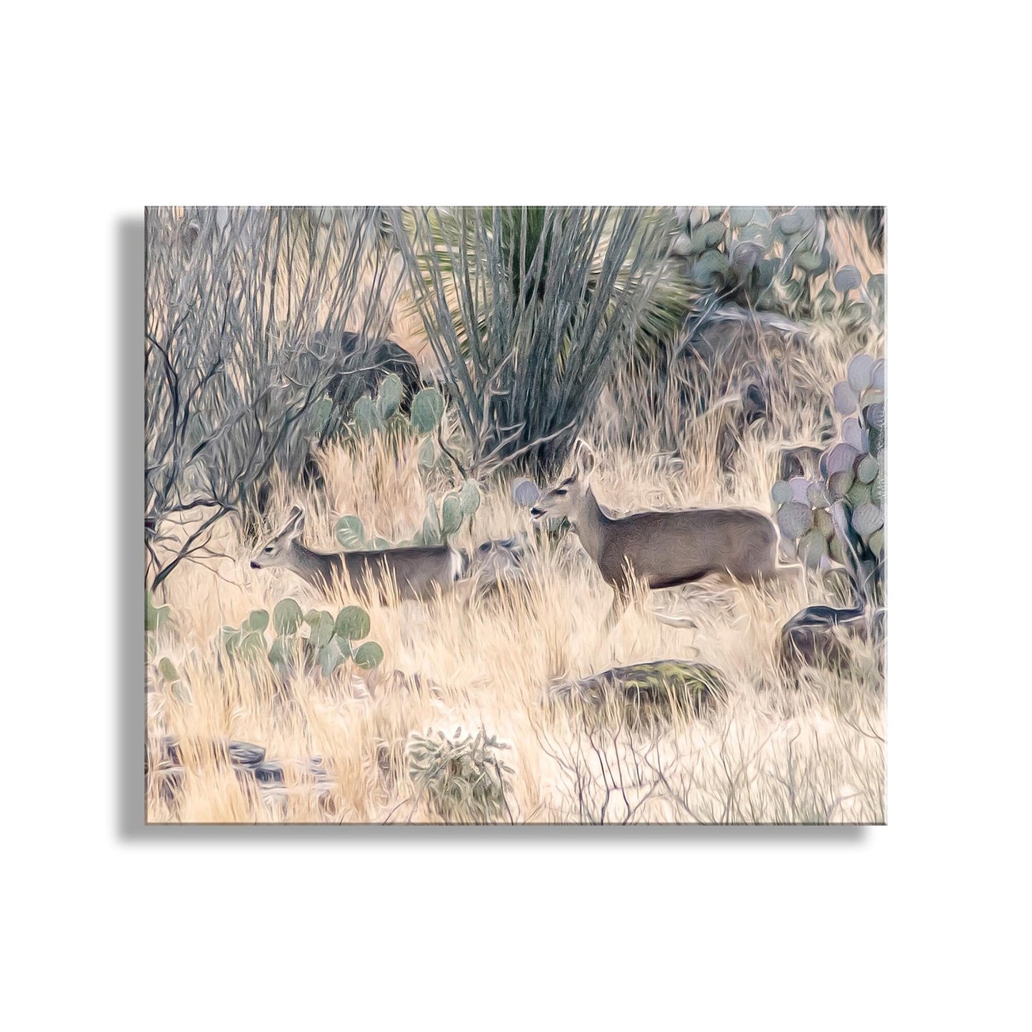 Southwest Ocotillo and Deer Art Print – Tucson Wildlife Decor