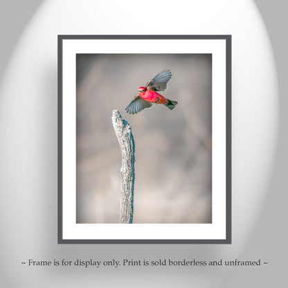 Vermilion Flycatcher Bird Art Print | Arivaca Cienega Arizona