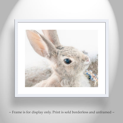 Wild Cottontail Bunny Photography | Fine Art Rabbit Wall Decor