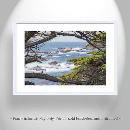 Carmel by the Sea Art Print | Point Lobos with Monterey Cypress Trees
