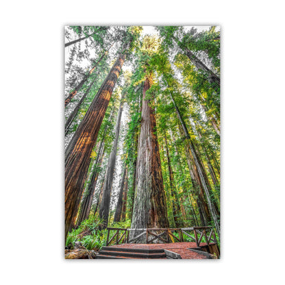Stout Grove Artwork Print – Jedediah Smith Redwoods Decor | Vertical Art