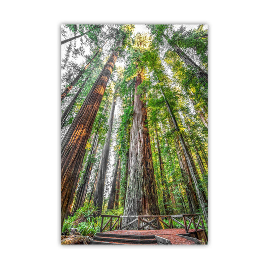 Stout Grove Artwork Print – Jedediah Smith Redwoods Decor | Vertical Art