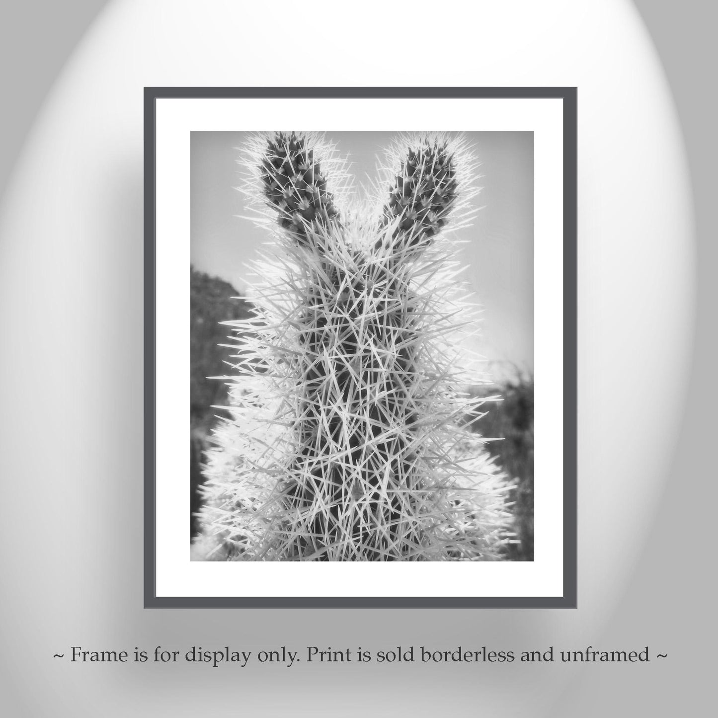 Tucson Arizona Cholla Cactus Art – Fine Art Southwestern Desert Art