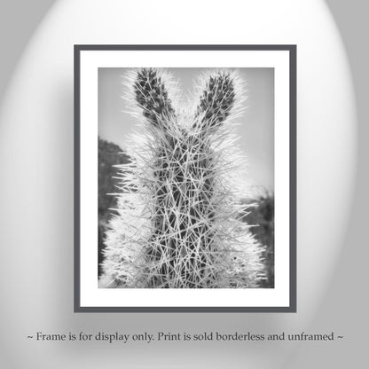 Tucson Arizona Cholla Cactus Art – Fine Art Southwestern Desert Art
