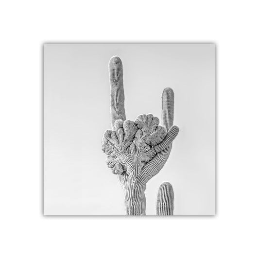 Crested Saguaro Cactus Black and White Art Print in Arizona Desert