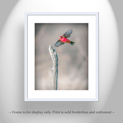Vermilion Flycatcher Bird Art Print | Arivaca Cienega Arizona