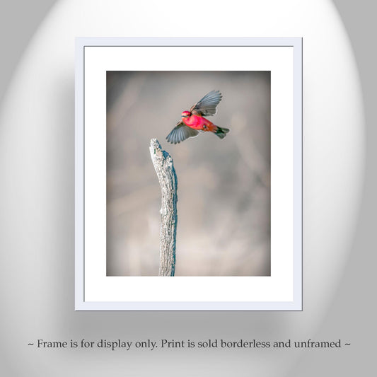Vermilion Flycatcher Bird Art Print | Arivaca Cienega Arizona