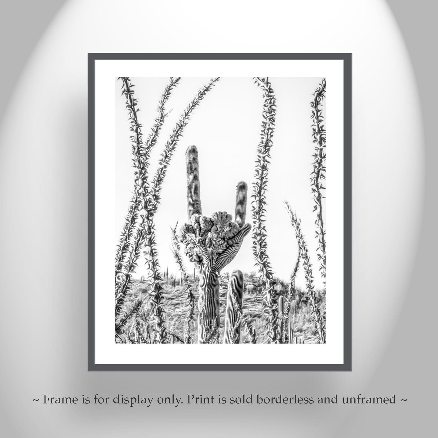 Crested Cactus and Ocotillo Desert Art Art Tucson Arizona