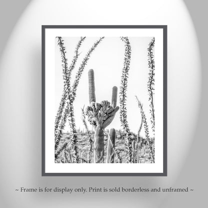 Crested Cactus and Ocotillo Desert Art Art Tucson Arizona
