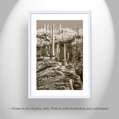 Tucson Catalina Mountains and Saguaro Cactus Wall Decor in Sepia