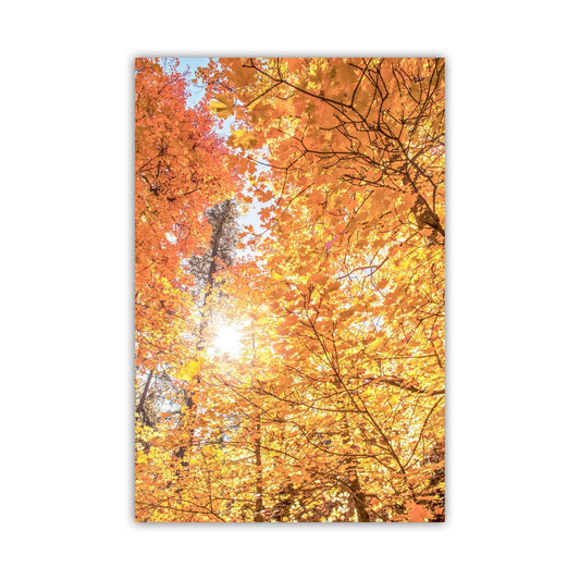 Fall Forest Fine Artwork with Autumn Leaves in Santa Catalina Mountains