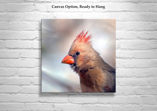 Red Cardinal Bird Art Print | Female Cardinal Bird | Madera Canyon AZ