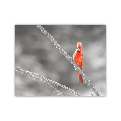 Cardinal Bird in Sabino Canyon with Ocotillo Cactus Wall Art