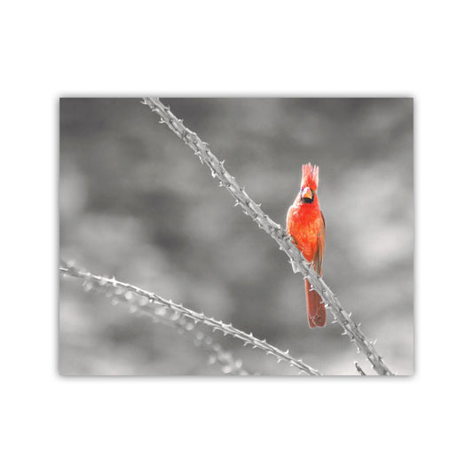 Cardinal Bird in Sabino Canyon with Ocotillo Cactus Wall Art