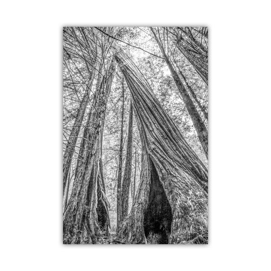 Santa Cruz Redwoods Wall Art – Big Basin Black and White Artwork