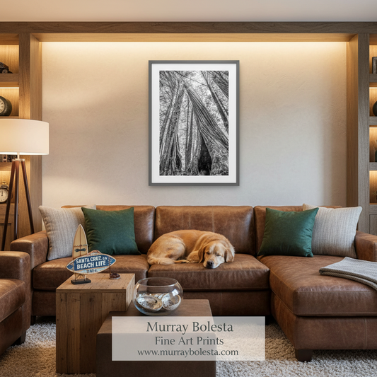 Santa Cruz Redwoods Print – Big Basin Black & White Art