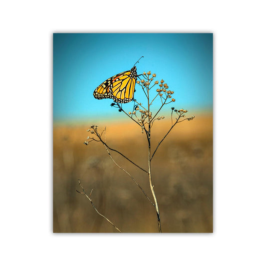 Monarch Butterfly Fine Art Print | Unique Original Nature Wall Decor