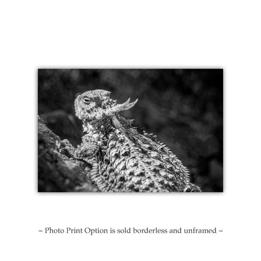 Horned Frog Art Print | Black & White Arizona Desert Reptile Art