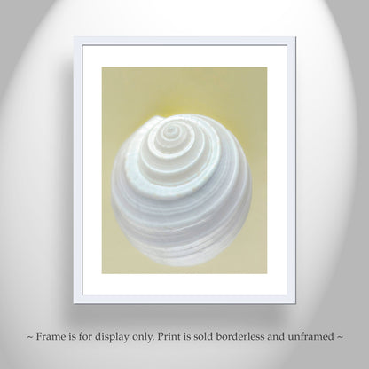 Seashell Wall Decor | Elegant Bathroom Wall Art on Framed Canvas