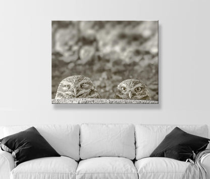 Burrowing Owl Wall Art – Tucson Arizona Wildlife Bird Photo Print
