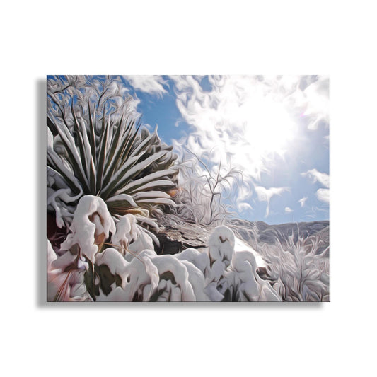 Desert Snow Canvas Art with Agave Plant in Arizona Winter