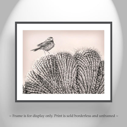 Cactus Wren Bird Art Print on Crested Cactus in Tucson Arizona Desert