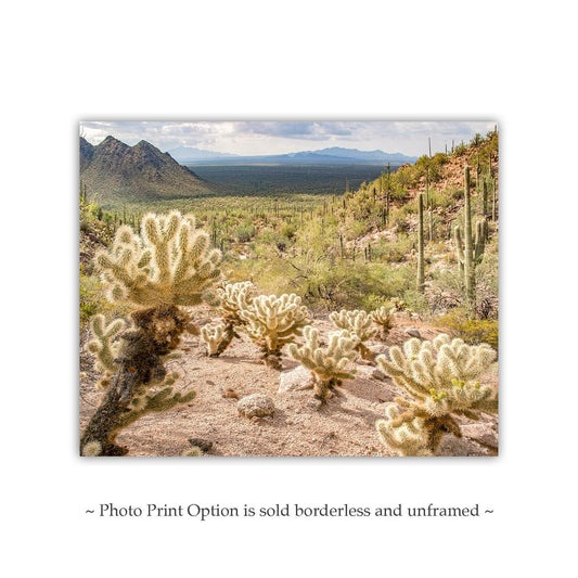 Southwestern Cholla Cactus Print | Tucson Desert Landscape Wall Art