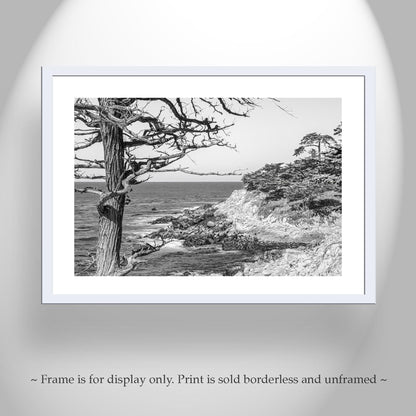 Monterey Cypress Black and White Carmel by the Sea Wall Decor