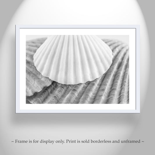 Seashells Wall Decor for Bathroom in Black and White