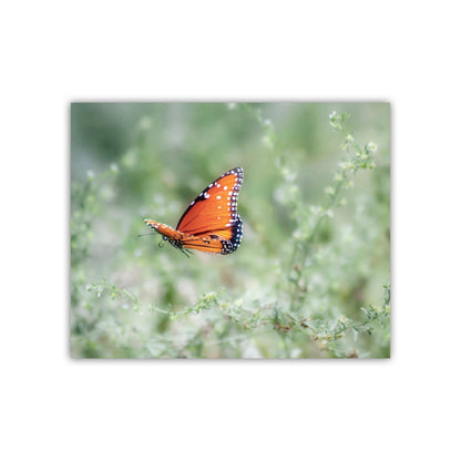 Queen Butterfly in Flight – Arizona Insect Nature Wall Art