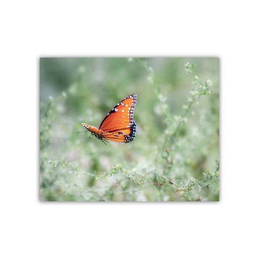 Queen Butterfly in Flight – Arizona Insect Nature Wall Art