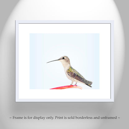 Hummingbird Art Fine Art Print as Serene Minimalist Wall Art