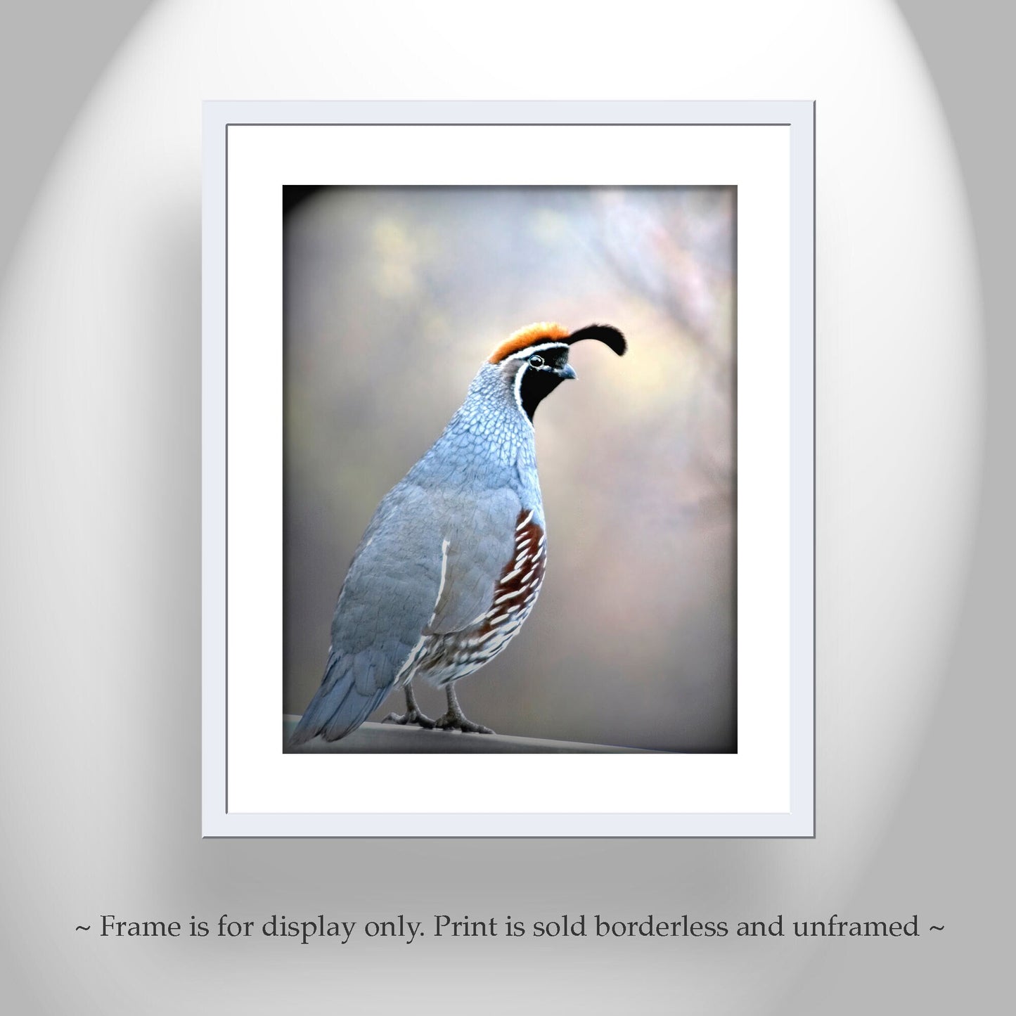 Gambels Quail Bird Art Wall Art Print as Wildlife Art