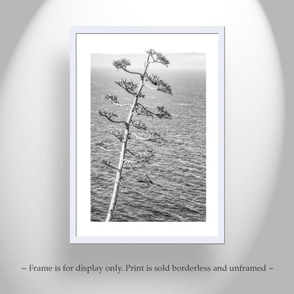Big Sur Agave Black and White Big Sur Photograph on California Coast