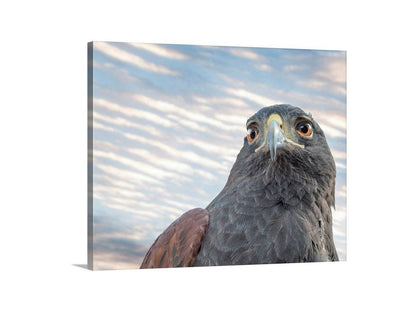 Harris Hawk Wildlife Fine Art | Arizona Avian Artwork