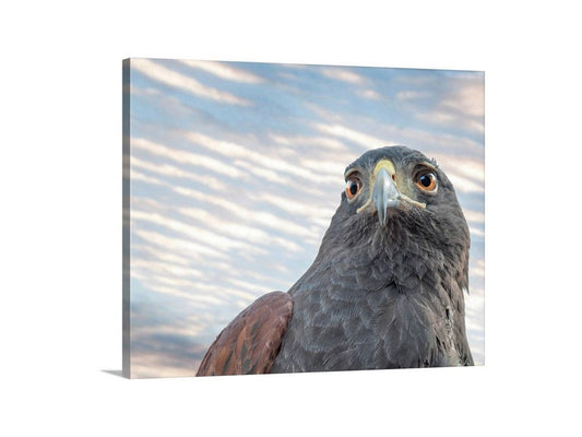 Harris Hawk Wildlife Fine Art | Arizona Avian Artwork